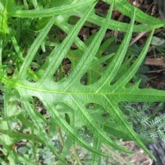 Solanum aviculare at Conjola, NSW - 16 Aug 2020 12:38 PM