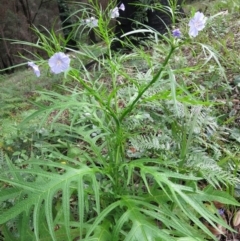 Solanum aviculare at Conjola, NSW - 16 Aug 2020 12:38 PM