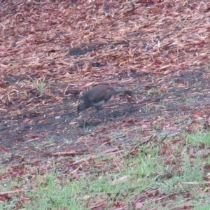 Menura novaehollandiae at Conjola, NSW - 8 Jun 2020