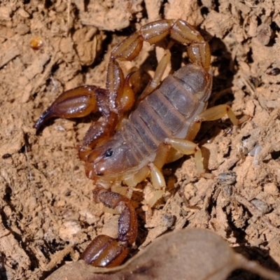 Urodacus manicatus (Black Rock Scorpion) at Mount Majura - 14 Oct 2020 by Kurt