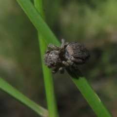 Maratus calcitrans (Kicking peacock spider) at Acton, ACT - 12 Oct 2020 by Christine