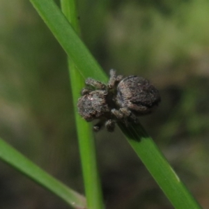 Maratus calcitrans at Acton, ACT - suppressed