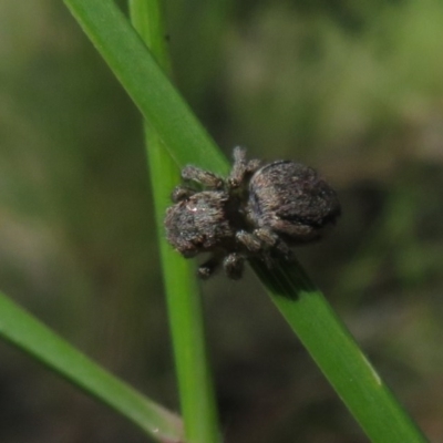 Maratus calcitrans (Kicking peacock spider) at Acton, ACT - 12 Oct 2020 by Christine