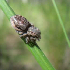 Maratus calcitrans at Acton, ACT - suppressed