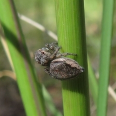 Maratus calcitrans at Acton, ACT - suppressed