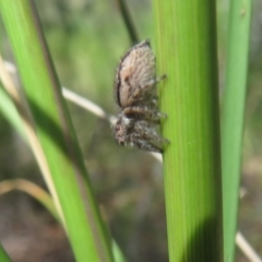 Maratus calcitrans at Acton, ACT - suppressed