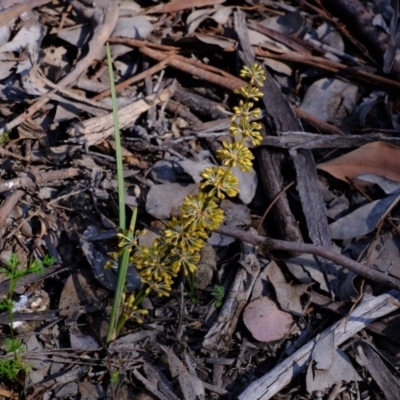 Lomandra multiflora (Many-flowered Matrush) at Aranda Bushland - 12 Oct 2020 by Kurt