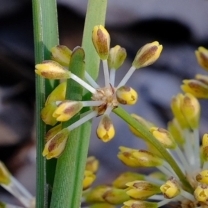 Lomandra multiflora at Aranda, ACT - 12 Oct 2020 04:10 PM