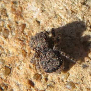 Maratus vespertilio at Acton, ACT - 13 Oct 2020