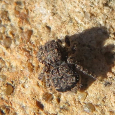 Maratus vespertilio (Bat-like peacock spider) at Acton, ACT - 12 Oct 2020 by Christine