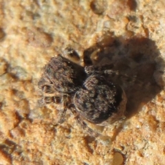 Maratus vespertilio at Acton, ACT - suppressed