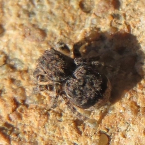 Maratus vespertilio at Acton, ACT - 13 Oct 2020