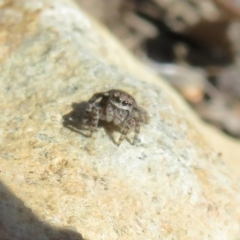 Maratus vespertilio at Acton, ACT - suppressed