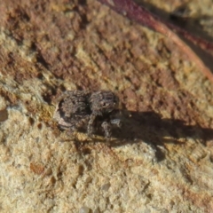 Maratus vespertilio at Acton, ACT - suppressed