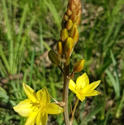 Bulbine bulbosa (Golden Lily, Bulbine Lily) at Fraser, ACT - 14 Oct 2020 by trevorpreston