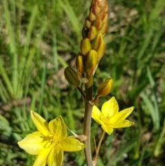 Bulbine bulbosa (Golden Lily) at Dunlop Grasslands - 14 Oct 2020 by tpreston