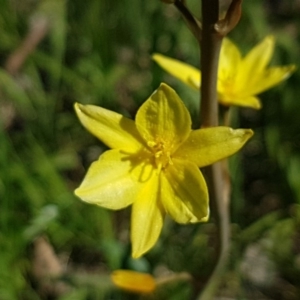 Bulbine bulbosa at Fraser, ACT - 14 Oct 2020