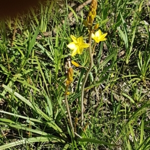 Bulbine bulbosa at Fraser, ACT - 14 Oct 2020