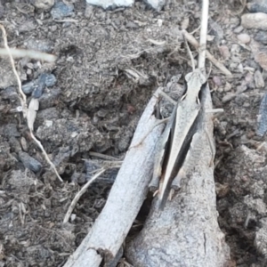 Cryptobothrus chrysophorus at Fraser, ACT - 14 Oct 2020