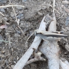 Cryptobothrus chrysophorus at Fraser, ACT - 14 Oct 2020