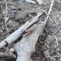 Cryptobothrus chrysophorus at Fraser, ACT - 14 Oct 2020