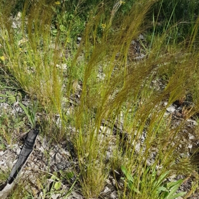 Austrostipa scabra (Corkscrew Grass, Slender Speargrass) at Dunlop Grasslands - 14 Oct 2020 by tpreston