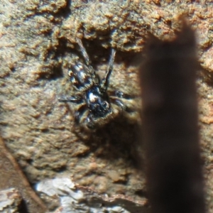 Salticidae (family) at Acton, ACT - 13 Oct 2020