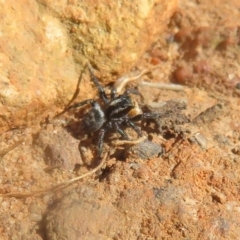 Salticidae (family) at Acton, ACT - 13 Oct 2020