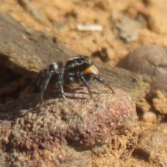 Salticidae (family) at Acton, ACT - 13 Oct 2020 10:15 AM