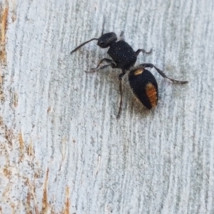 Mutillidae (family) at Dunlop Grasslands - 14 Oct 2020