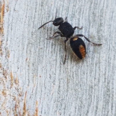 Mutillidae (family) (Unidentified Mutillid wasp or velvet ant) at Fraser, ACT - 14 Oct 2020 by trevorpreston