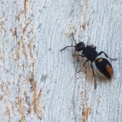 Mutillidae (family) at Dunlop Grasslands - 14 Oct 2020