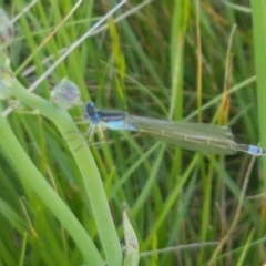 Ischnura heterosticta (Common Bluetail Damselfly) at Dunlop, ACT - 14 Oct 2020 by trevorpreston