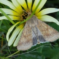 Helicoverpa (genus) (A bollworm) at Dunlop Grasslands - 14 Oct 2020 by tpreston