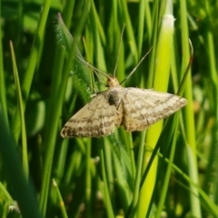 Scopula rubraria (Reddish Wave, Plantain Moth) at Dunlop, ACT - 14 Oct 2020 by tpreston