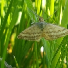 Scopula rubraria at Dunlop, ACT - 14 Oct 2020 04:18 PM