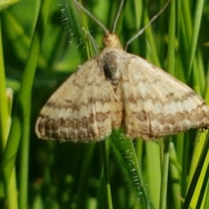 Scopula rubraria at Dunlop, ACT - 14 Oct 2020 04:18 PM