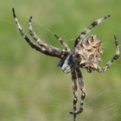 Backobourkia (genus) (An orb weaver) at Holt, ACT - 14 Oct 2020 by trevorpreston