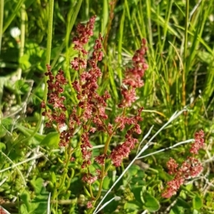 Rumex acetosella at Dunlop, ACT - 14 Oct 2020 04:20 PM