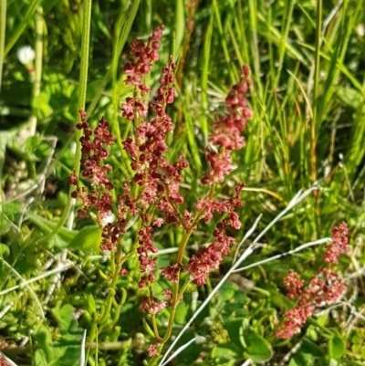 Rumex acetosella (Sheep Sorrel) at Dunlop, ACT - 14 Oct 2020 by tpreston