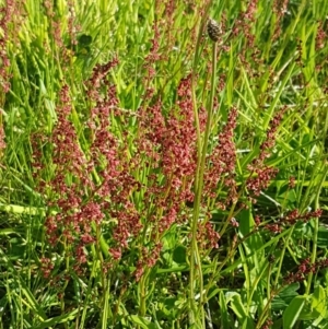 Rumex acetosella at Dunlop, ACT - 14 Oct 2020