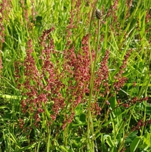 Rumex acetosella at Dunlop, ACT - 14 Oct 2020 04:20 PM