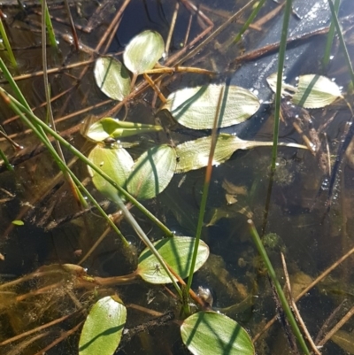 Potamogeton cheesemanii (Pondweed) at Dunlop, ACT - 14 Oct 2020 by trevorpreston