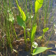 Sagittaria platyphylla at Dunlop Grasslands - 14 Oct 2020 by trevorpreston