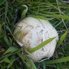 Agaricus sp. (Agaricus) at Dunlop, ACT - 14 Oct 2020 by tpreston