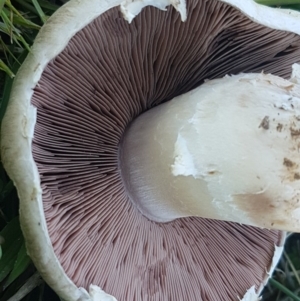 Agaricus sp. at Dunlop, ACT - 14 Oct 2020