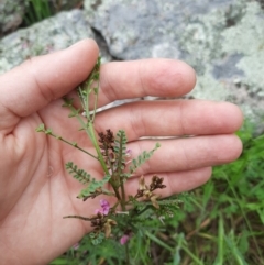 Indigofera adesmiifolia at Jerrabomberra, NSW - 14 Oct 2020