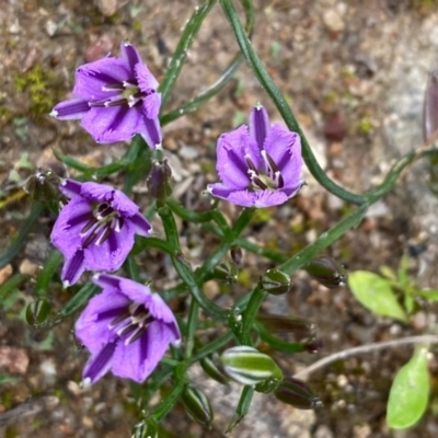 Thysanotus patersonii (Twining Fringe Lily) at Tuggeranong Hill - 13 Oct 2020 by Shazw