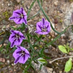 Thysanotus patersonii (Twining Fringe Lily) at Conder, ACT - 13 Oct 2020 by Shazw