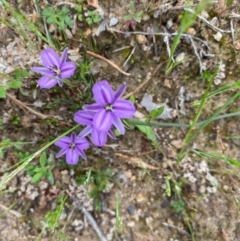 Thysanotus patersonii at Conder, ACT - 13 Oct 2020 12:14 PM